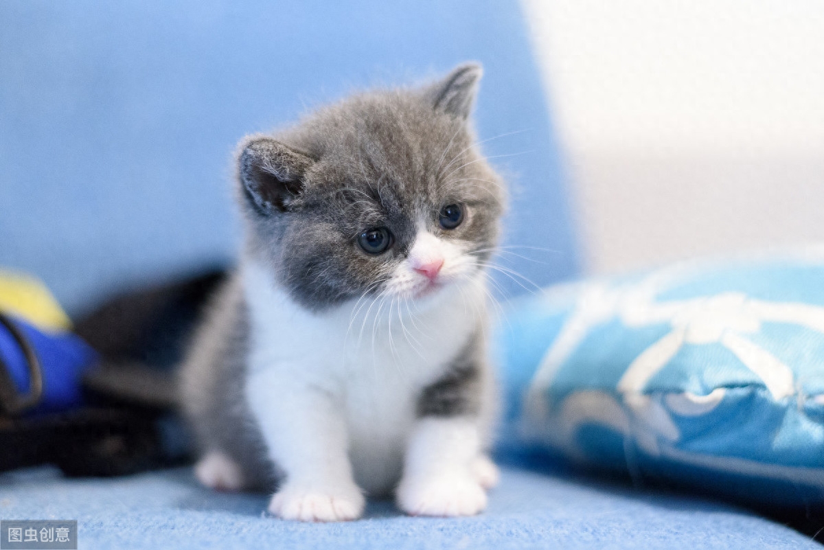 水煮的肉会将哪些营养流失掉（注意：千万别水煮肉喂猫了）