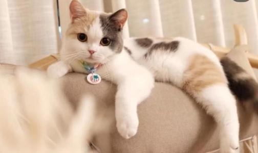 白色中华田园猫 中华田园猫有纯白色的吗