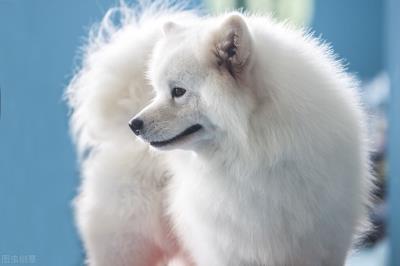 狗狗可以吃菠萝蜜吗（狗狗吃菠萝蜜的好处）