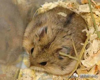 盘点各种色系的坎贝尔仓鼠（为何不建议养银狐仓鼠）