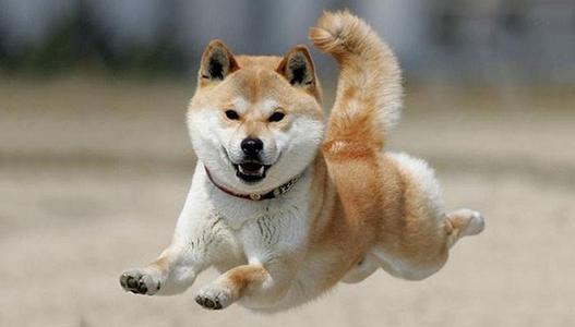 盘点十种好养的狗狗（养什么狗最省心）