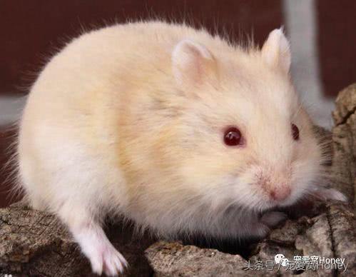 盘点各种色系的坎贝尔仓鼠（为何不建议养银狐仓鼠）