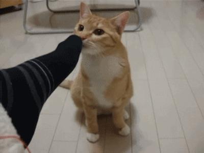 猫咪舔主人的手脚是什么意思