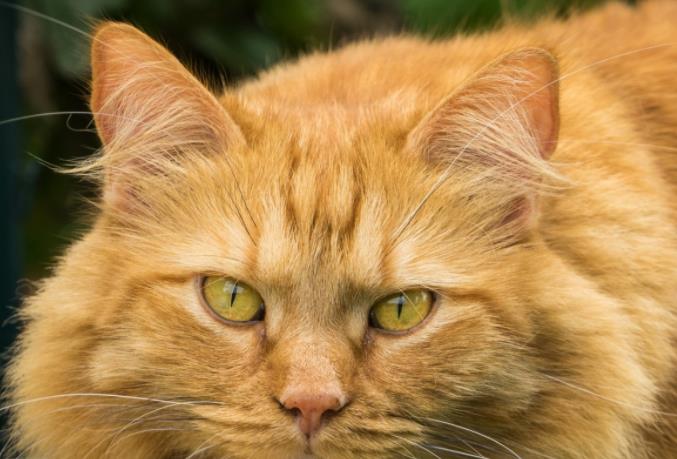 猫一般在几点分娩