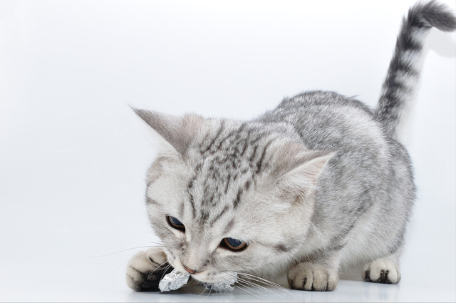 猫吐水怎么回事(猫吐水什么原因)