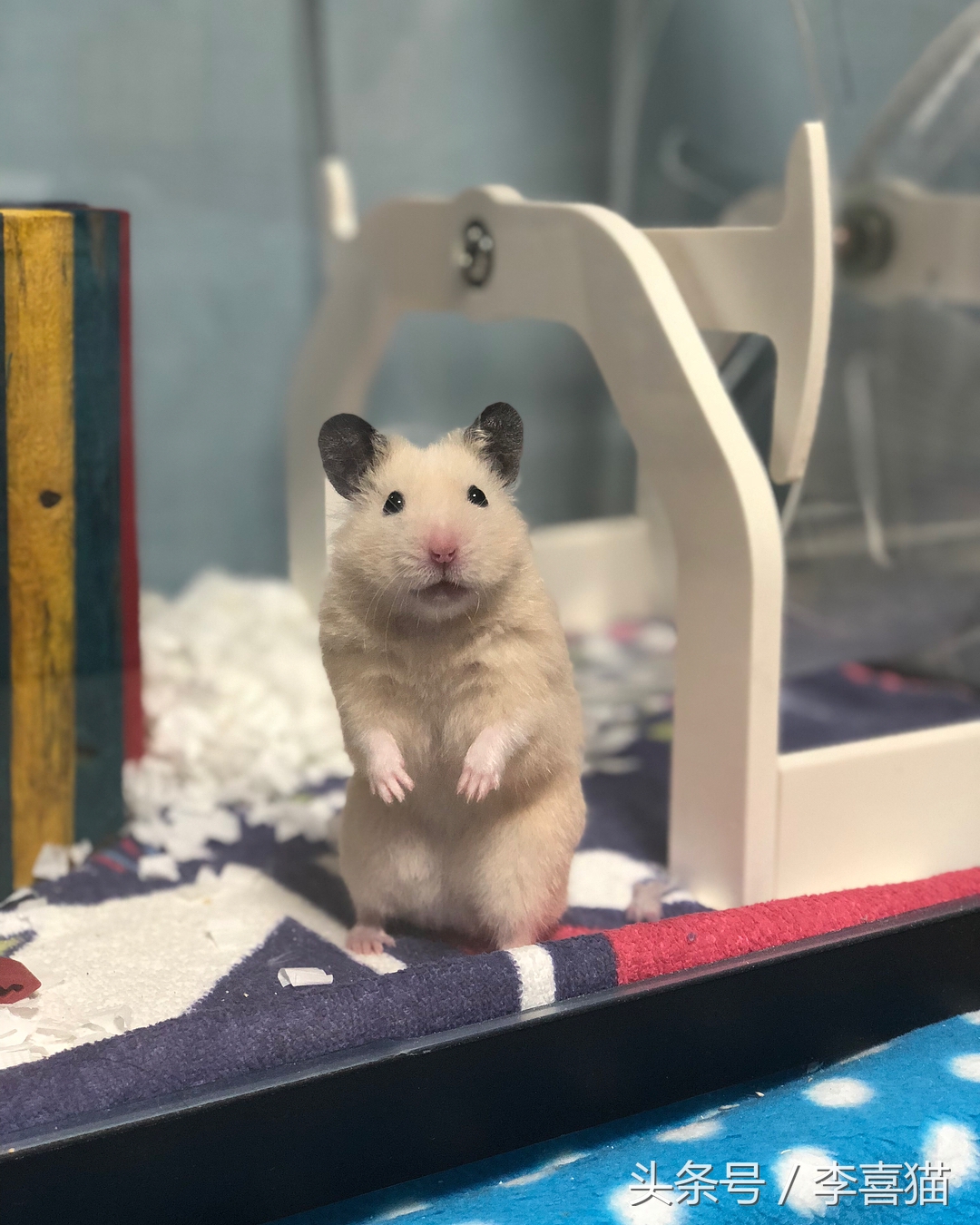 金丝熊怎么养才亲近主人（详解：新手如何获得金丝熊的信任）