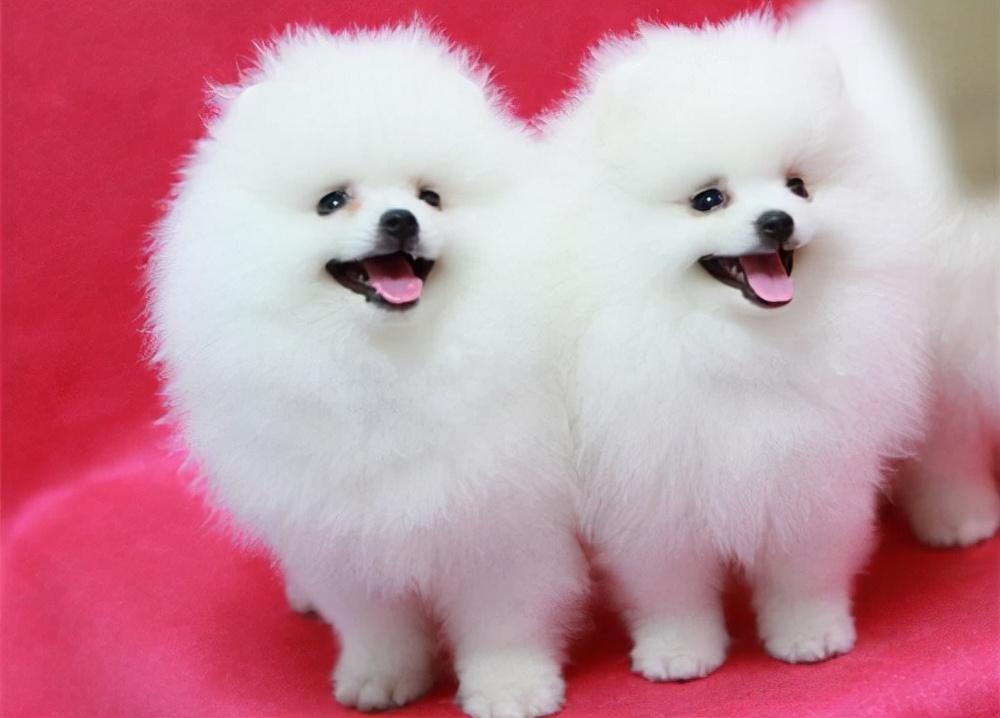 女生为什么不能养博美（详解养博美的坏处）