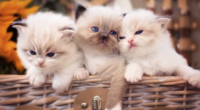 幼猫喜欢叫的原因