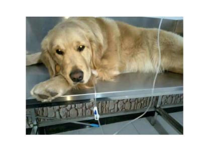 给鹦鹉取个好听的名字（看看还有哪些鹦鹉品种）