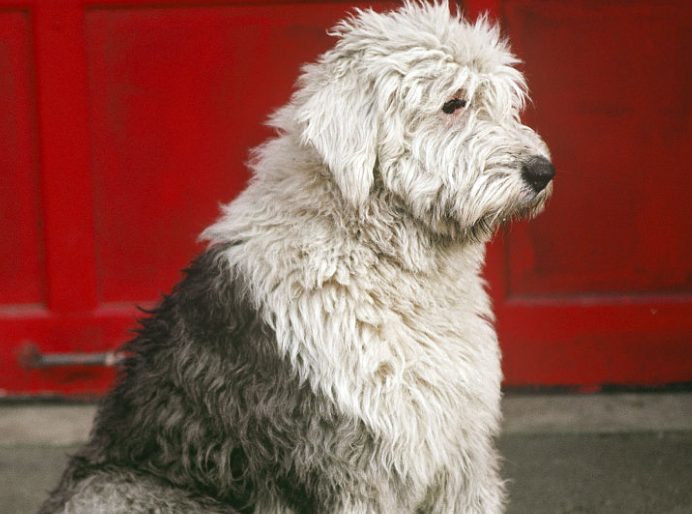 英国古代牧羊犬一只多少钱？想养的看过来