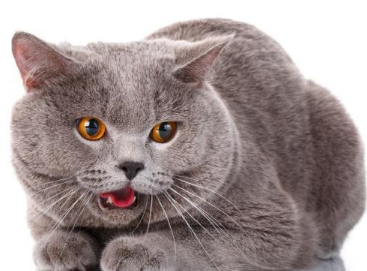 猫咪口腔内有异味的原因