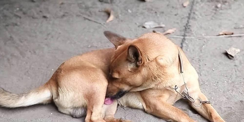 狗狗总是舔小便处是怎么回事（狗：帮我看是不是有这7种病了）