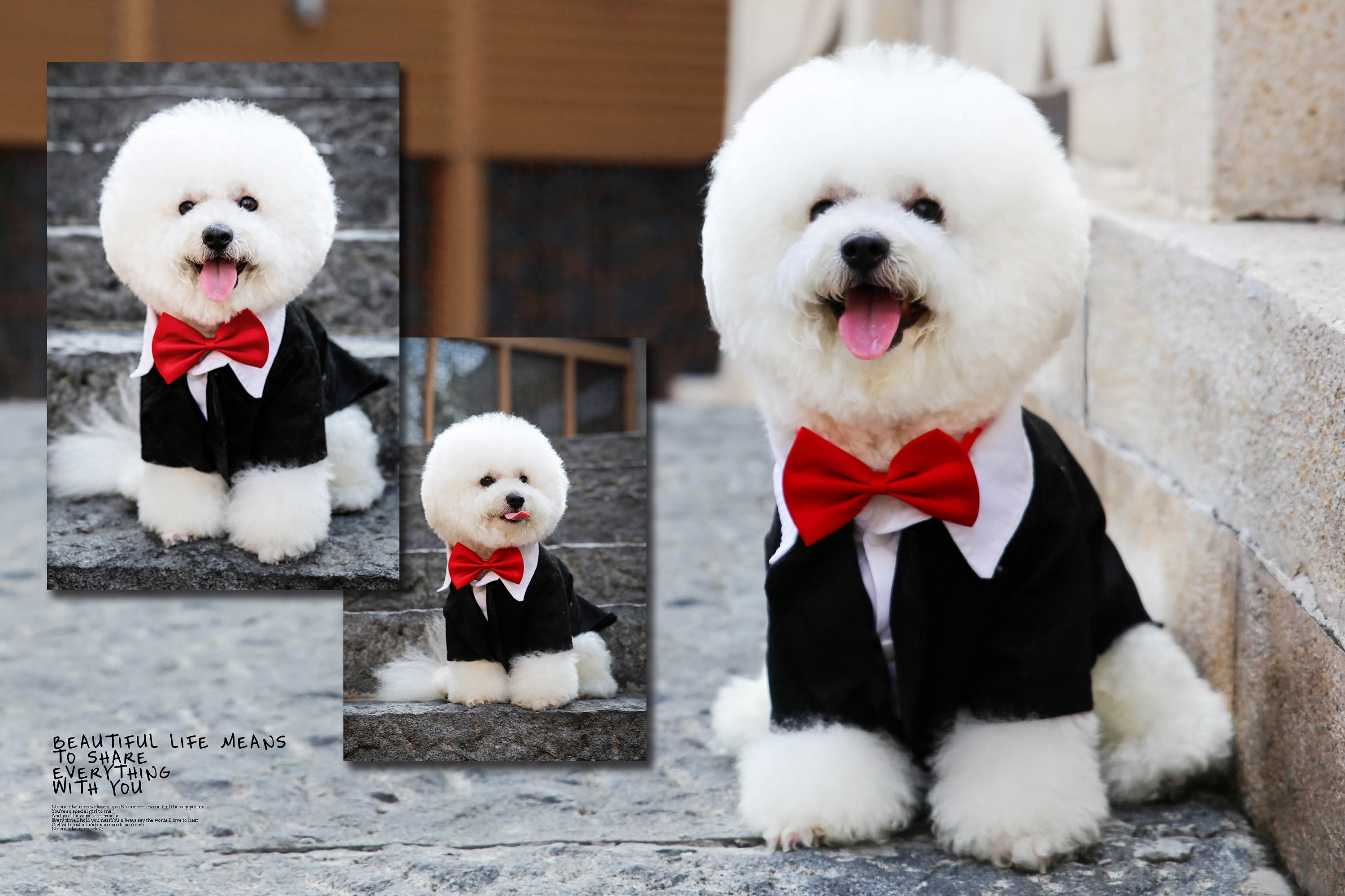 比熊一到12个月变化图有吗（附：比熊0-12月龄变化和体重的对照）