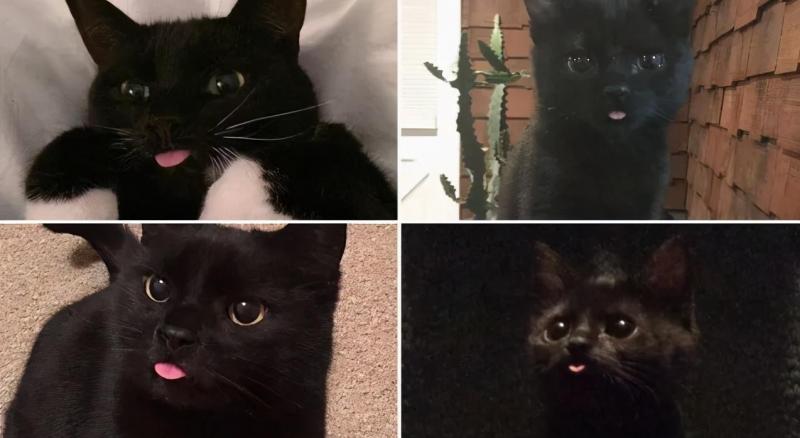 治愈人的猫咪图片合集（盘点抖音最火的猫猫头像）