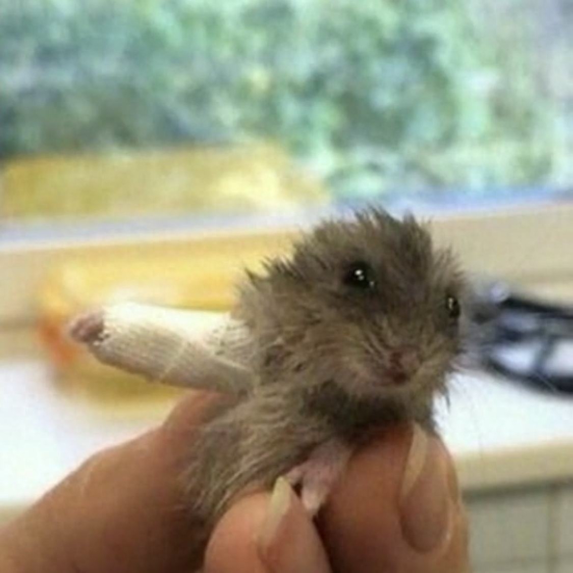 怎么判断仓鼠哭了呢(仓鼠哭的表现详解)