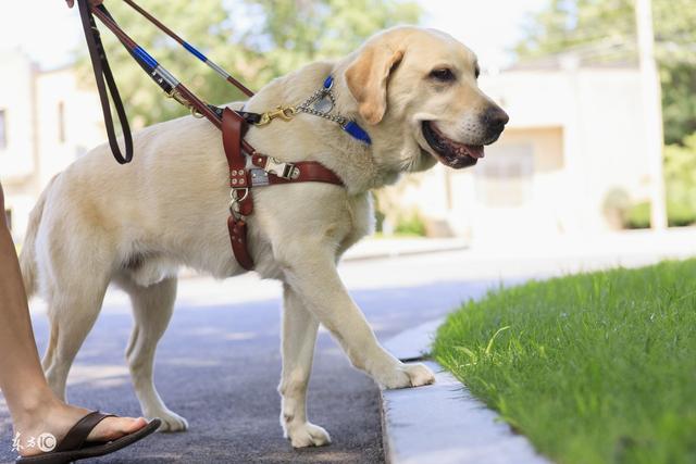 城市允许养的护卫犬介绍（什么狗最护主但不禁养）