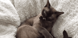 不掉毛的猫品种介绍（暹罗猫掉毛吗）