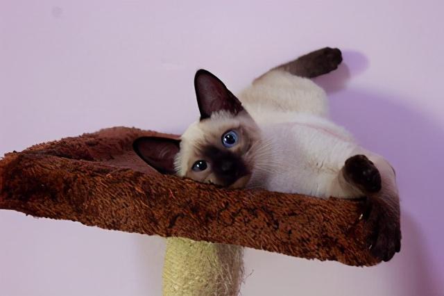 暹罗猫性格怎么样（暹罗猫10大品种之一图片）