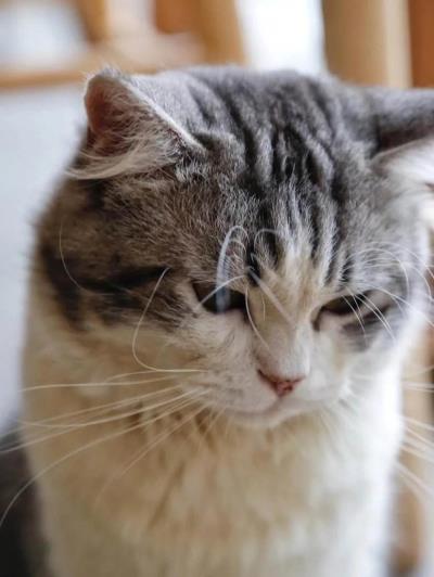 宠物猫会传染给人什么病（猫咪会传染给人类的四种疾病）