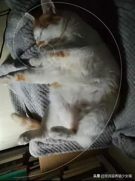 猫生几只最吉利民间说法(猫生了9只民间的说法)