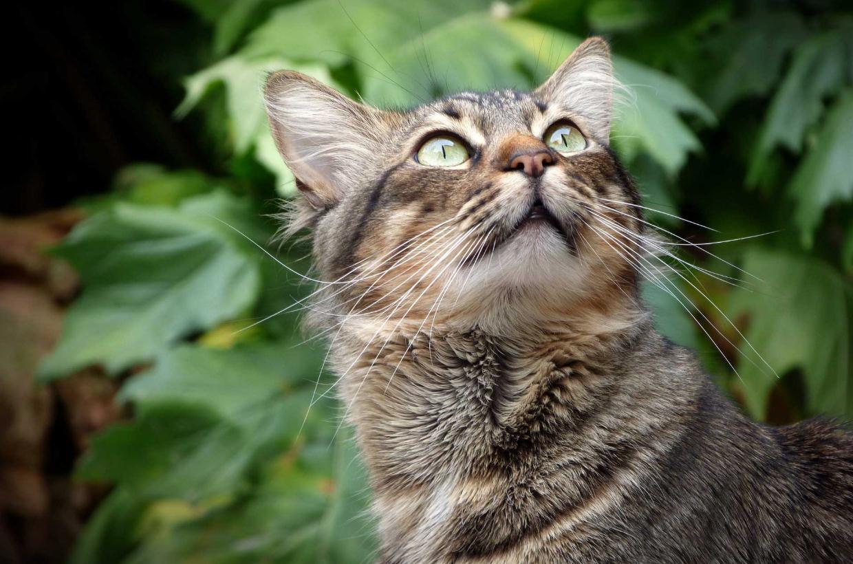 公猫太胖了怎么办（ 分享猫咪减肥知识大全）