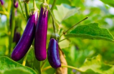 狗狗可以吃玉米吗（狗狗可以吃的15种人类食物）