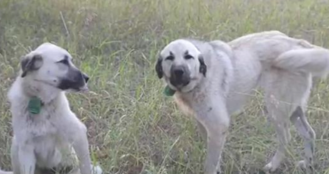 屡被游人“强制援助”，散养牧羊犬被送救助站，农场主很郁闷