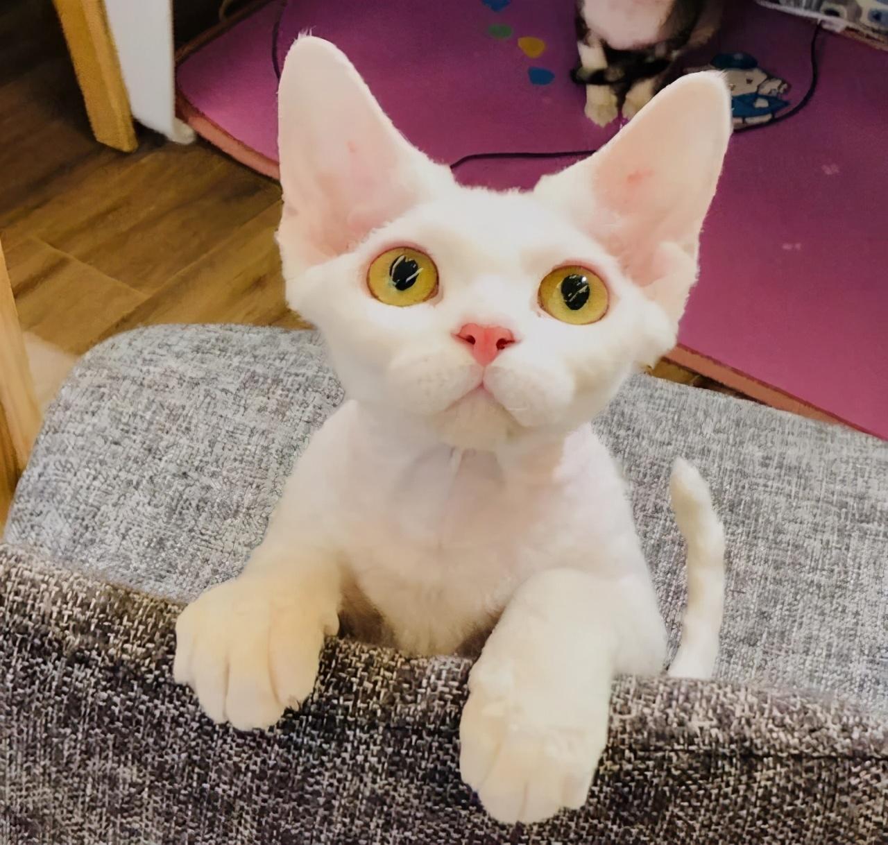 不掉毛的猫品种介绍（暹罗猫掉毛吗）