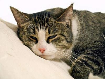 小猫感冒了怎么办（怎么照顾生病的猫咪）