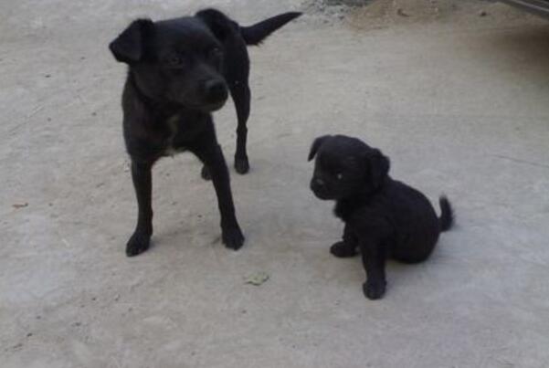 狗狗吃什么食物会导致离世(附:狗吃什么药会没了)