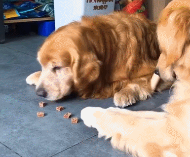 女人为什么不能养金毛(不建议养金毛的6大原因)