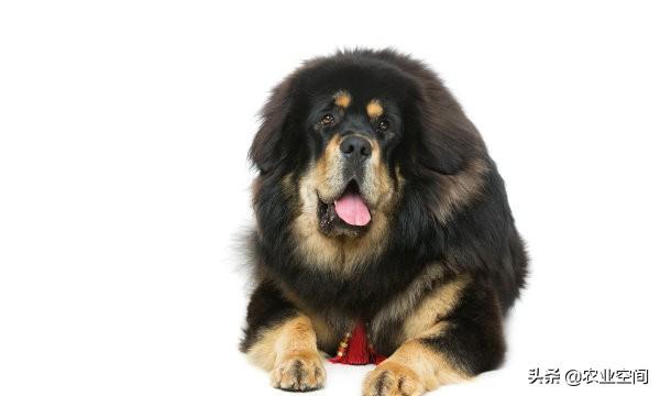 藏獒怎么喂养（饲养藏獒方法讲解）