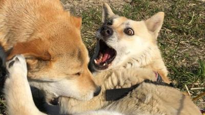 狗狗发情前有什么征兆（狗狗发情如何鉴定）