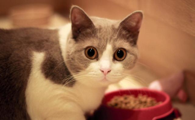 为什么不建议养英短蓝白(英短蓝白好养吗)