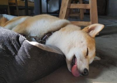 狗狗睡觉姿势解读狗狗行为(爱用这些姿势睡觉的狗狗)