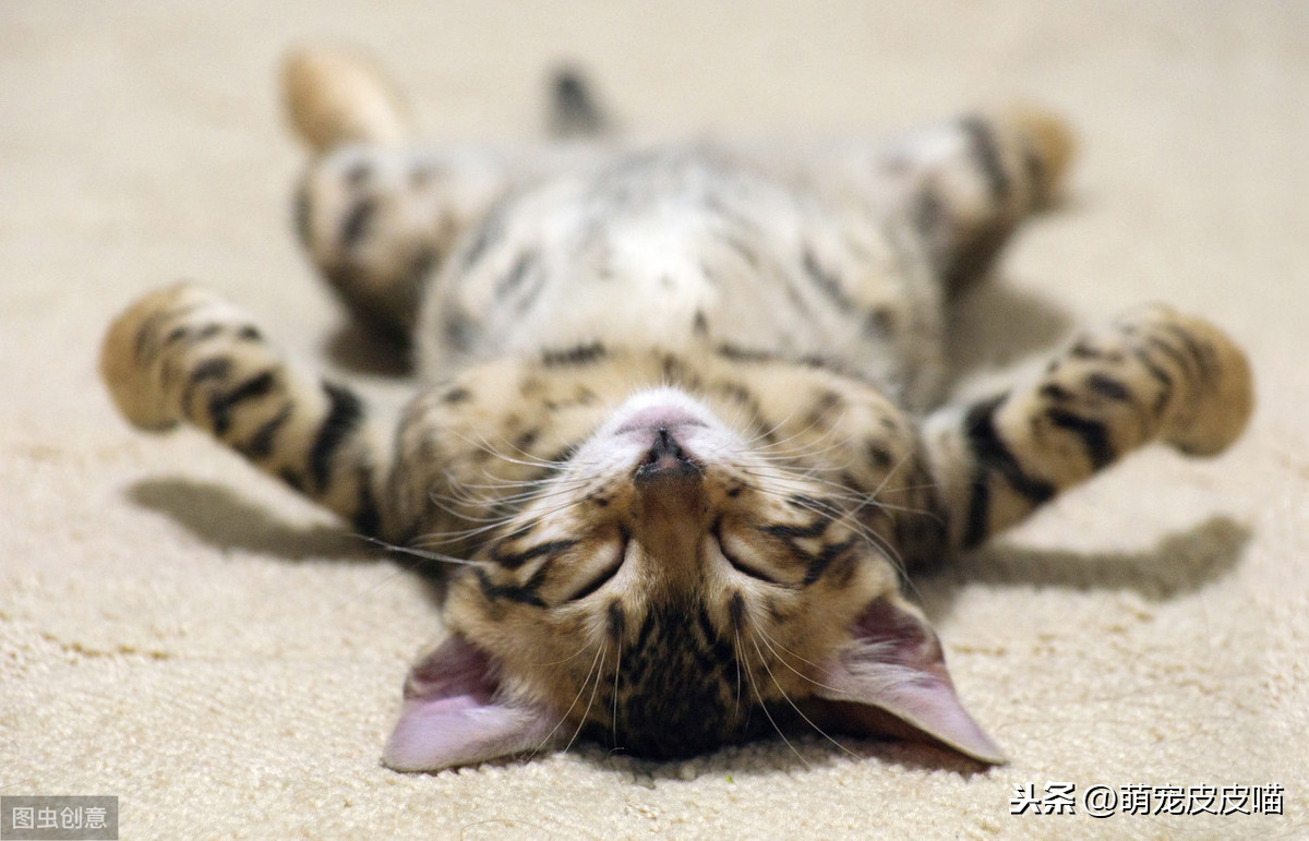 俩月小猫无征兆离世的原因（附：幼猫正常吃喝离奇死亡）