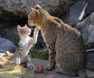 猫咪肾脏不好的表现(肾脏疾病是猫咪的第一大杀手)