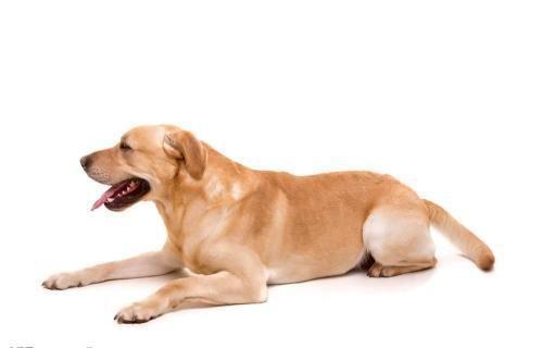 拉布拉多犬怎么训练（详解：训练拉布拉多最佳方法）