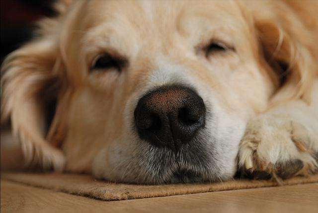 狗狗“拆家”屡教不改,别急着打,针对原因好解决