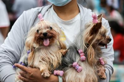 狗狗可以吃花生吗(你知道狗狗不能吃哪些食物吗)