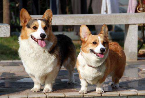 教你挑选纯种柯基犬的六个方法（纯种柯基犬有哪些特征）