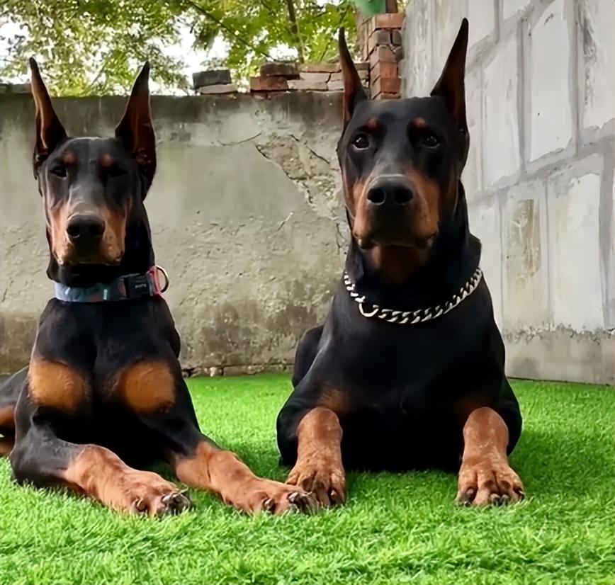 适合家养的短毛小型犬有哪些（常见小型犬品种大全）