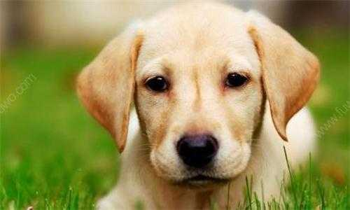 拉布拉多犬怎么训练（详解：训练拉布拉多最佳方法）