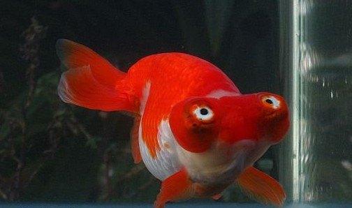 淡水观赏鱼种类大全及名字及图片（淡水观赏鱼排行榜）