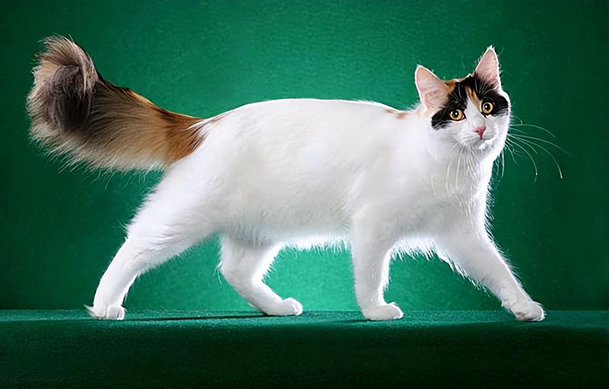 猫的图片大全大图侧面（看图识小猫猫品种大全）