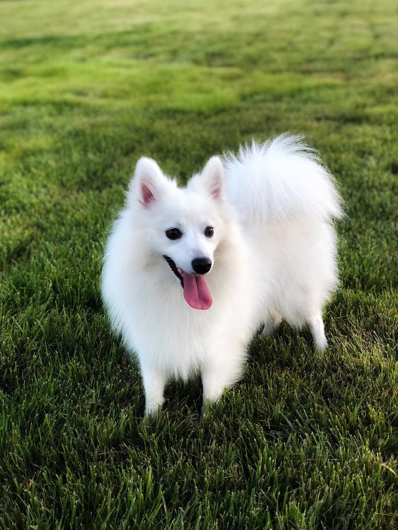 “银狐犬”为何如此少人饲养