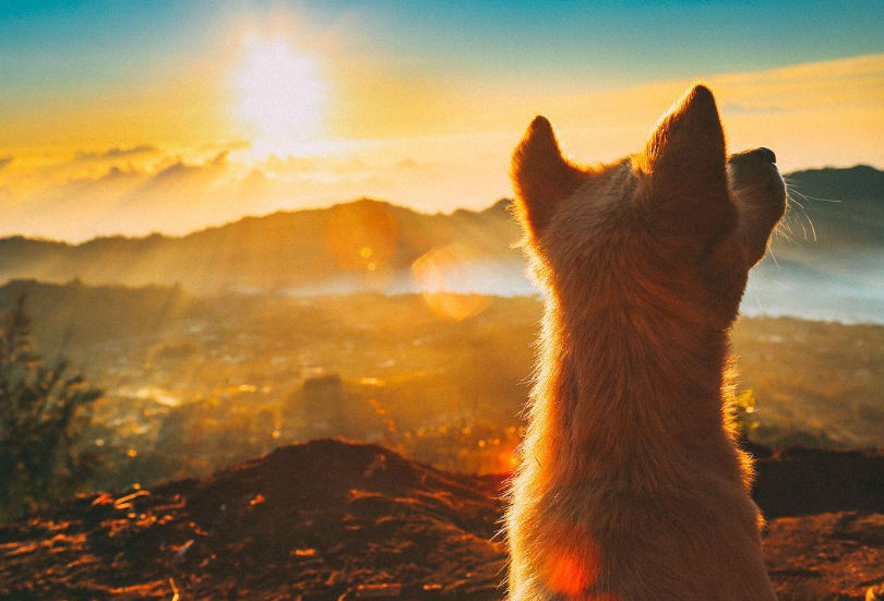 如何养狗狗（新手铲屎官入门必备攻略）