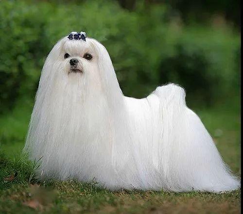 盘点七种体味小爱干净的犬(哪种狗狗不掉毛又好养)