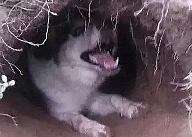 狗狗被打后，离家出走，找到时狗窝都弄好了，铁了心不肯回家