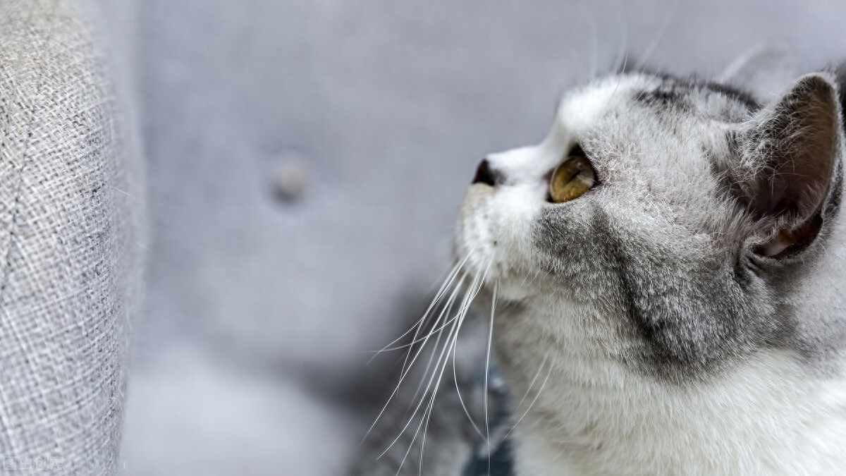 受人追捧的银渐层为何不建议养